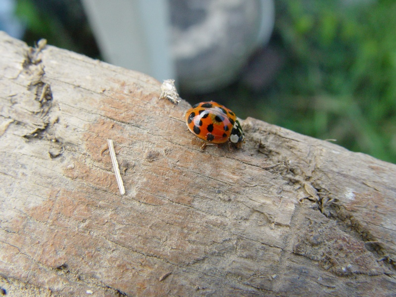 coccinelle - [Harmonia axyridis] coccinelle à 18 points Coccin13