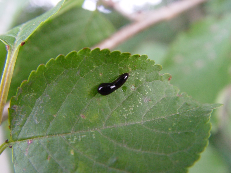 larve - larve noire (Caliroa cerasi) Larve_10