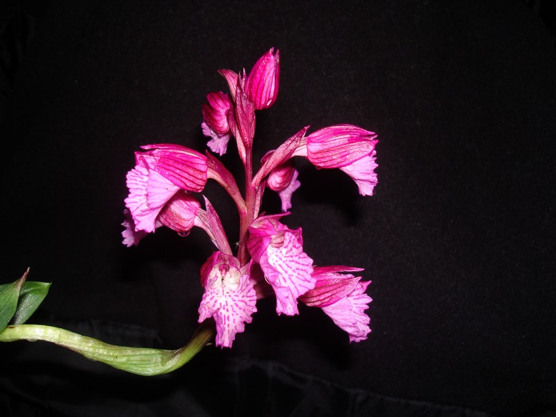 Orchis papilionacea. O_papi10