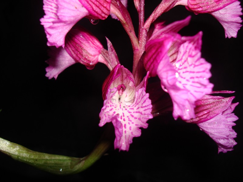 Orchis papilionacea. O_papi11