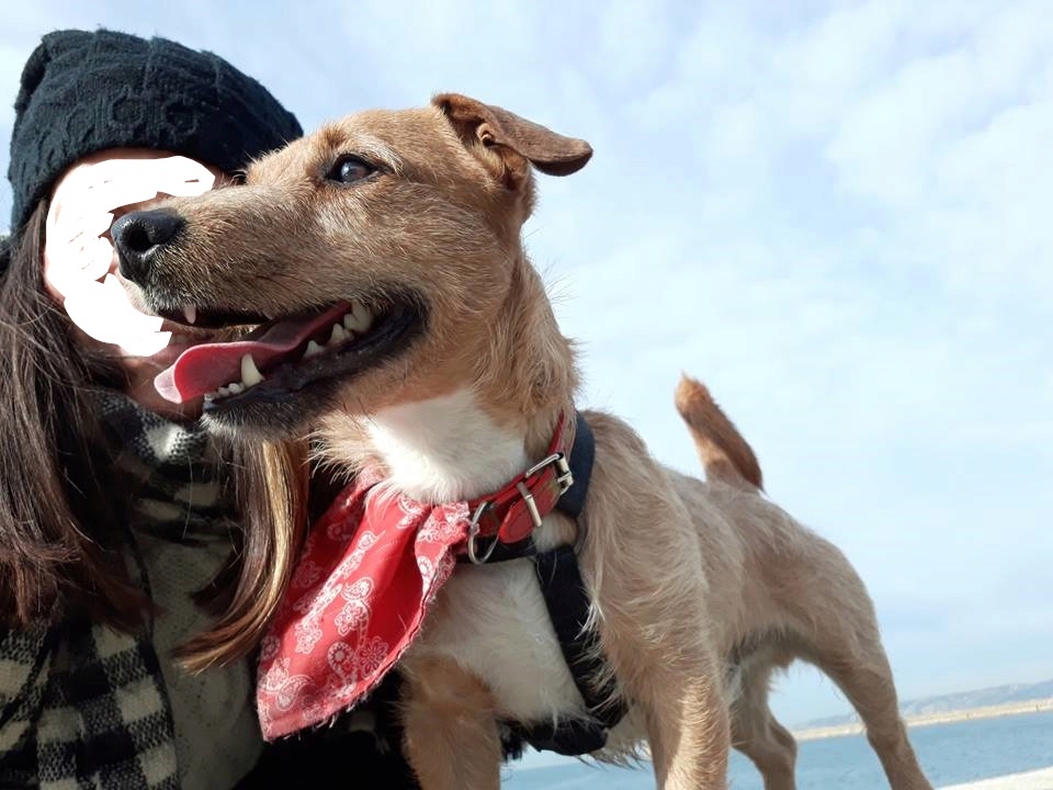 Robby, x terrier fauve 3 ans -  en FA pr asso La tribu des Crocs mignons (13) Redim_10