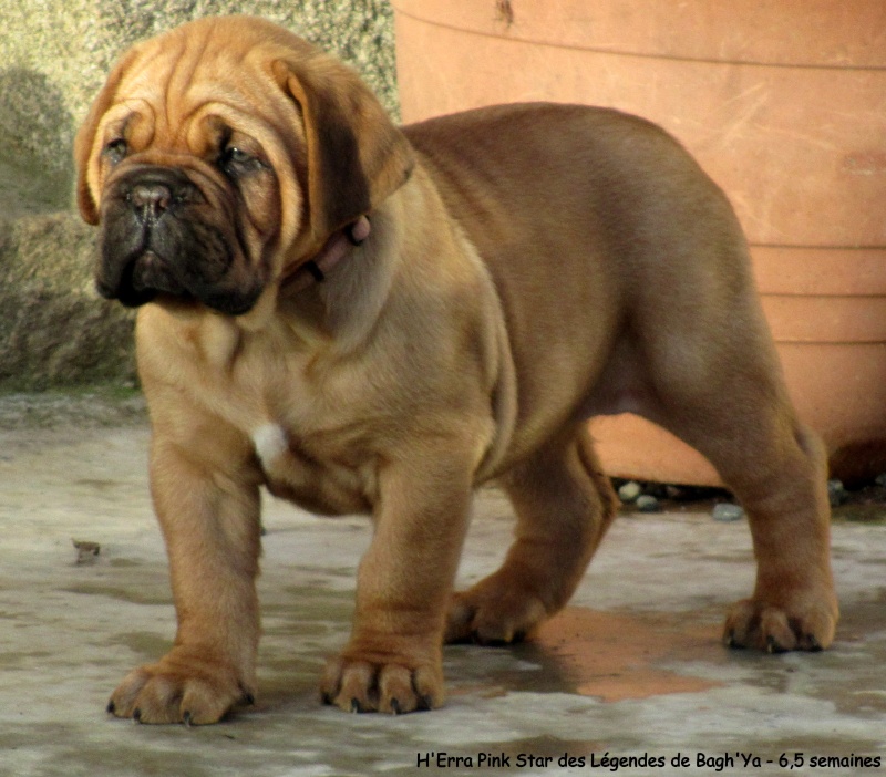 naissance le 30.12.2012 -10 chiots- dep 22 H_era110