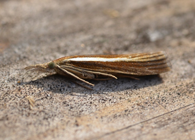 Agriphila tristella ? Agriph10