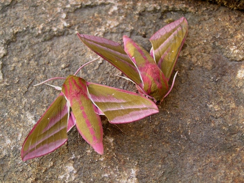 Comportemental Deilephila elpenor Deilep12