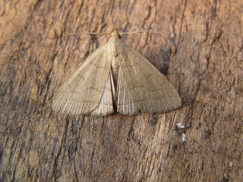 [Zanclognatha tarsipennalis ] Herminia  ? Hermin10