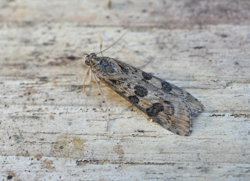 Nomophila noctuella ? Nomoph10