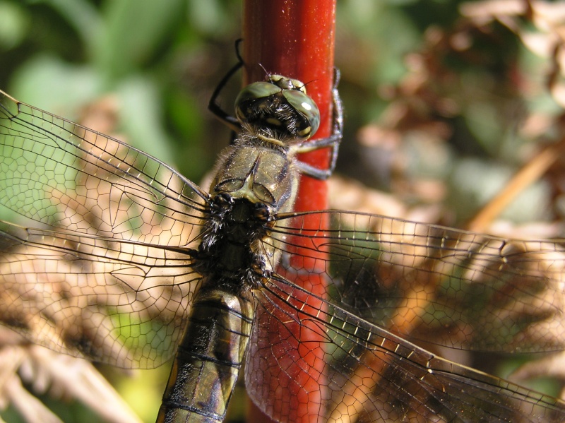 [Orthetrum cancellatum] Vieille femelle? Orthet11