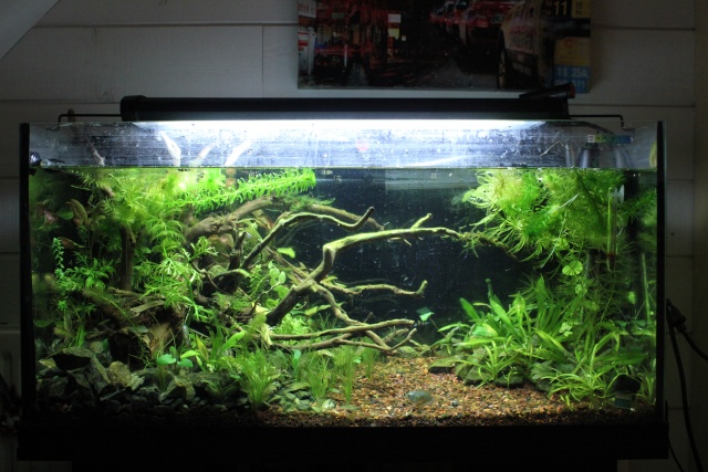 Mon aquarium planté 96L Bac_110