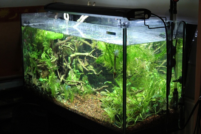 Mon aquarium planté 96L Bac_210