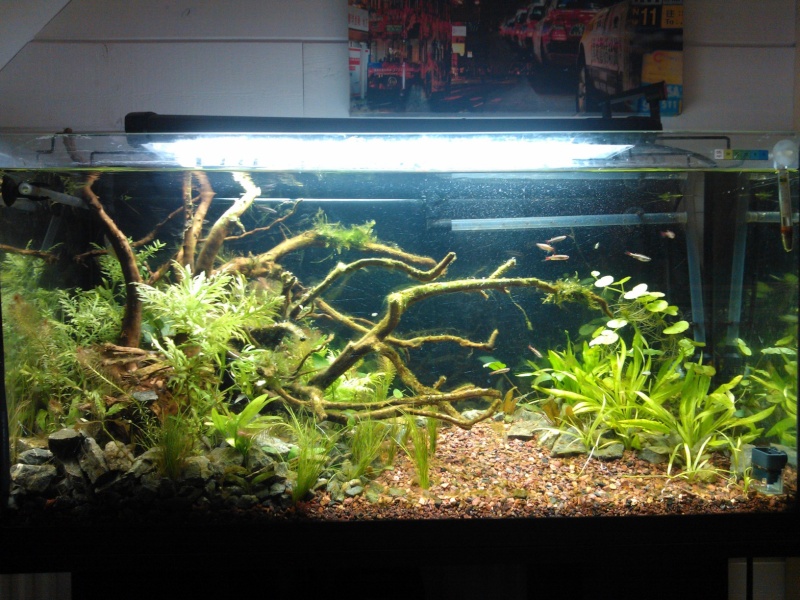 Mon aquarium planté 96L Wp_00015