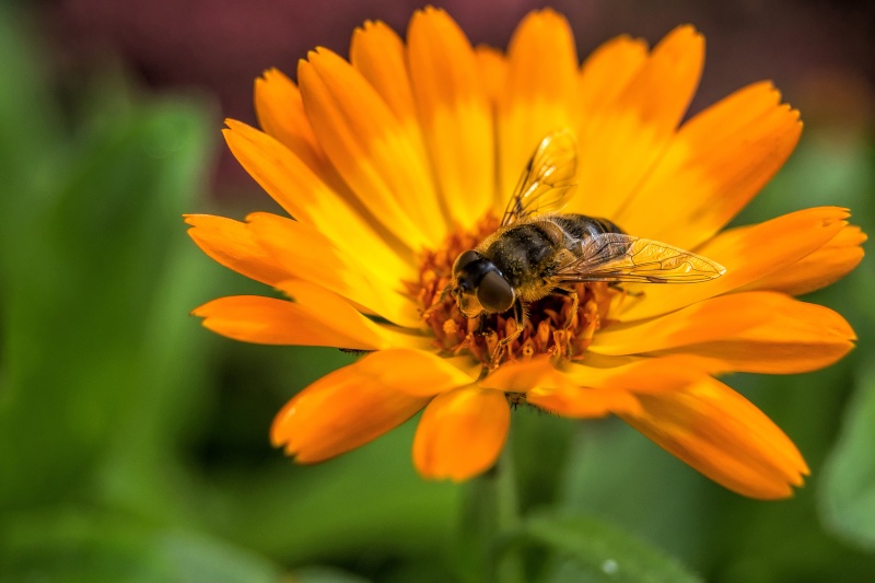 Soleil d automne Jardin10