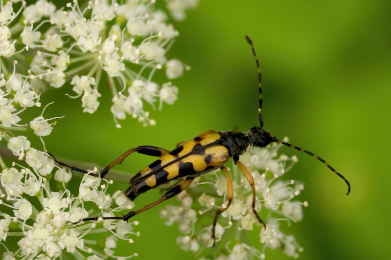 Petit insecte pris lors d une balade avec 18/55 Nature10