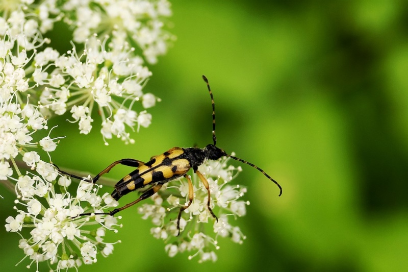 Petit insecte pris lors d une balade avec 18/55 Nature11