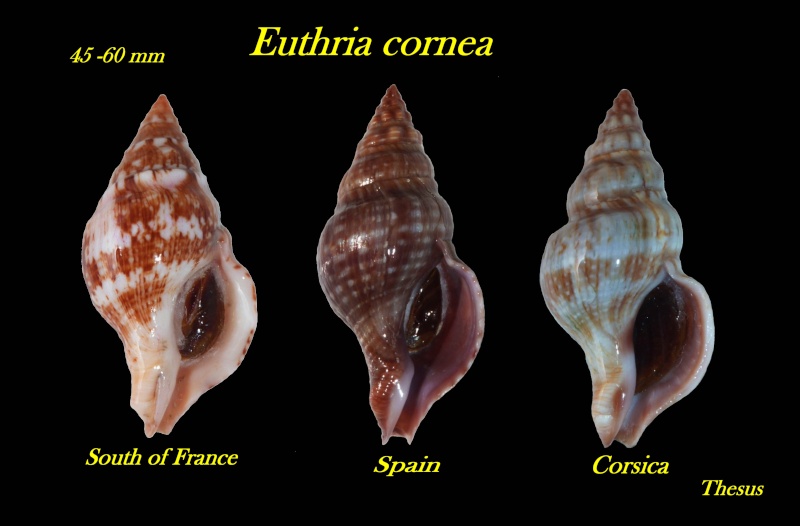 Euthria cornea (Linnaeus, 1758) - Page 2 Zeuthr10