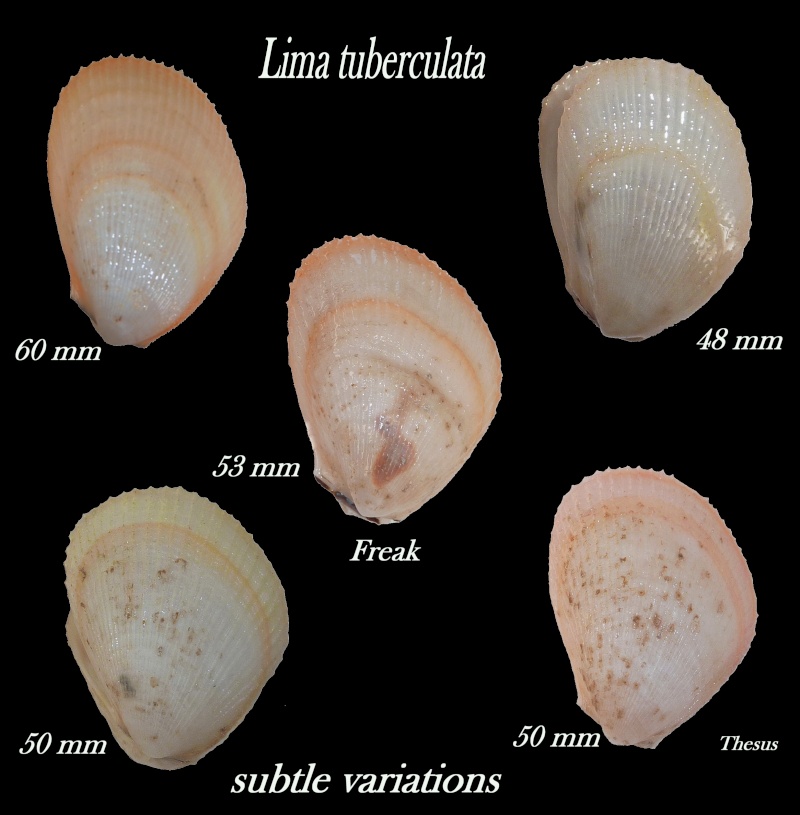 Limaria tuberculata (Olivi, 1792)  Zlim110