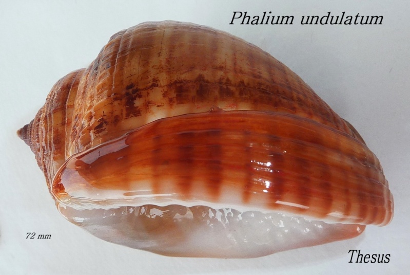 Semicassis undulata (Gmelin, 1791) Zphali11