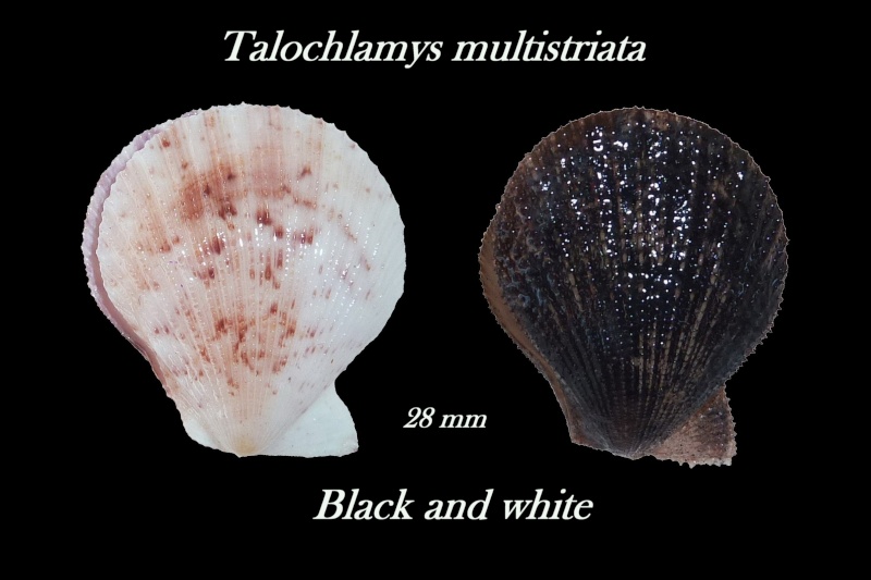Talochlamys multistriata - (Poli, 1795)  Ztalo110