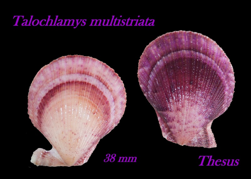Talochlamys multistriata (Poli, 1795)  Ztalo210