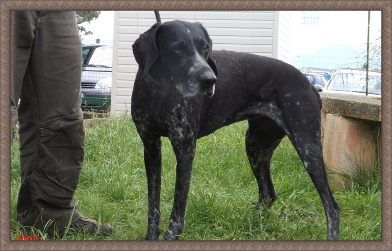 VANDA  -  croisée   Braque  9 ans  -  REFUGE DE L' ESPOIR A  ARTHAZ  (74) Chien227