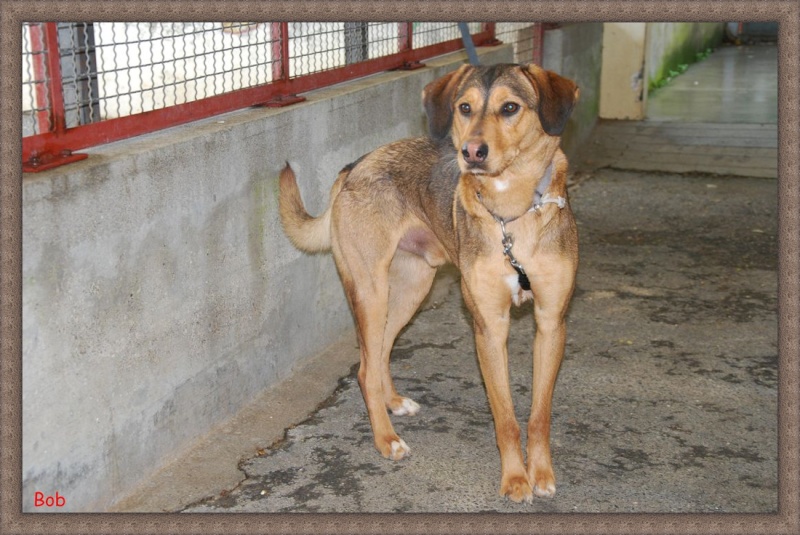 BOBb  -  croisé Berger/Beagle  2 ans  -  REFUGE DE L' ESPOIR  A  ARTHAZ  (74) Chien228