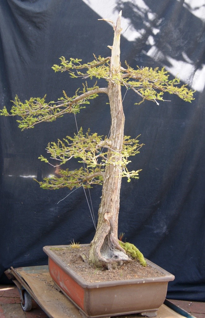 Taxodium distichum 1994 Taxodi10