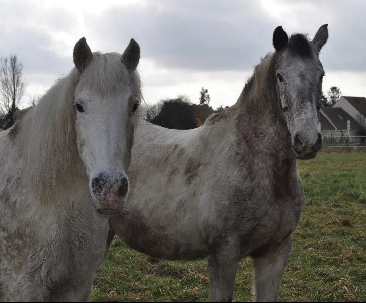 EGLANTINE - ONC selle typée Appaloosa née en 1993 - adoptée en août 2011 par anne-canelle - Page 3 1_tiff10