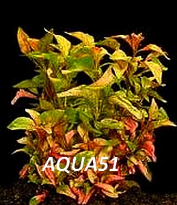 Fiche plante : Alternanthera Colorata Altern10