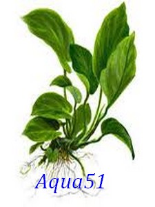 Fiche plante pour terrarium : Anubia barteri var. nana Anubia10
