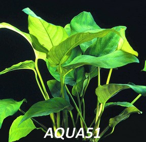 Fiche plante : Anubias barteri  Anubia12