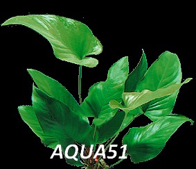 Fiche plante : Anubias gracilis  Anubia13