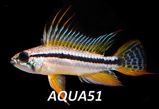 apistogramma - Apistogramma bitaeniata Apisto13