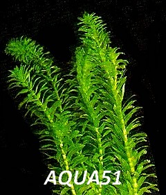 Fiche plante :Egeria canadensis  Egeria11