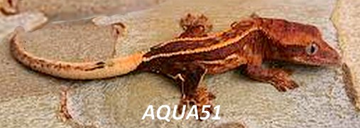 Fiche animaux pour terrarium : Rhacodactylus ciliatus  Gecko_10