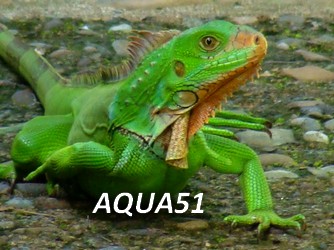 Fiche animaux pour terrarium : L'iguana iguana Iguane10