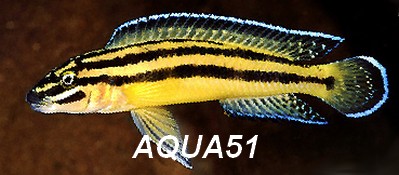 Julidochromis regani Julido12