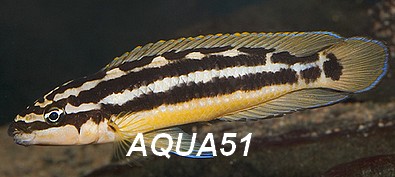Julidochromis ornatus Julido13