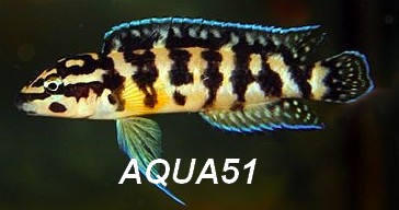 Julidochromis transcriptus Julido14
