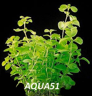 Fiche plante : Lysimachia nummularia 'Aurea' Lysima10