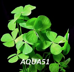 Fiche plante : Marsilea Hirsuta Marsil11