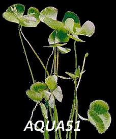 Fiche plante : Marsilea spec Exarata Marsil12