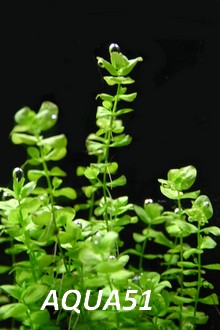 Fiche plante : Micranthemum Umbrosum Micran10