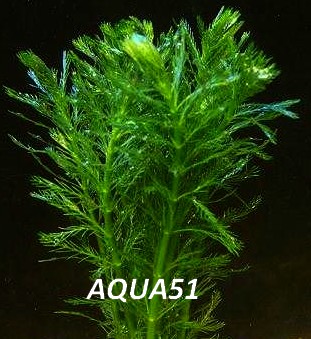 Fiche plante : Myriophyllum aquaticum  Myriop11