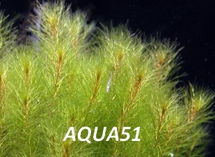 Fiche plante : Myriophyllum Mezianum Myriop14