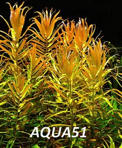 Fiche plante : Nesaea pedicellata  Nesaea11