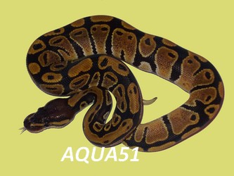 Fiche animaux pour terrarium : Python Regius Python11