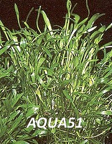 Fiche plante : Ranunculus limosella  Ranunc11