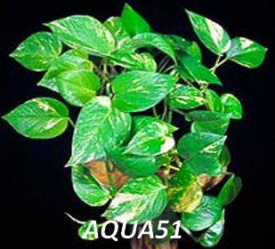 Fiche plante pour terrarium : Rhaphidophora aureus Rhaphi10