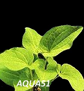 Fiche plante : Saururus cernuus Saurur10