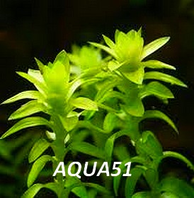 Fiche plante : Tonina fluviatilis  Tonina10