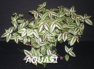 Fiche plante pour terrarium : Tradescantia sp Trades10